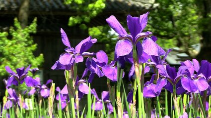 古くから高貴な色として愛される深い紫の花びらを持つアヤメ 津山市の