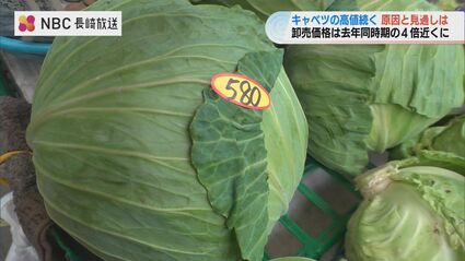 キャベツが高い」去年の4倍近く 平年並みは1か月後に | 長崎のニュース