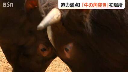 人牛一体”で1000年続く『牛の角突き』重要無形民俗文化財に若い勢子が