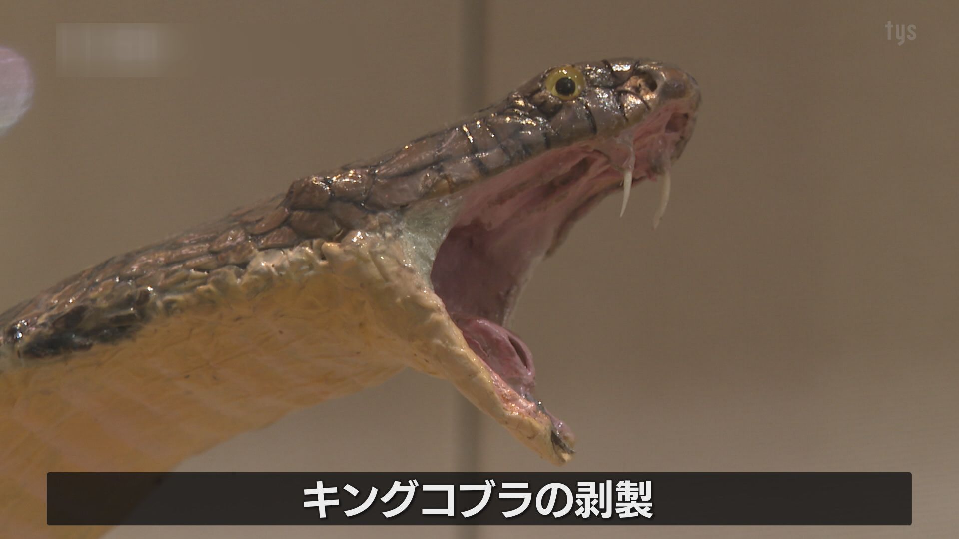 へび年にちなんでキングコブラの剥製を展示 萩博物館新春にちなんだ