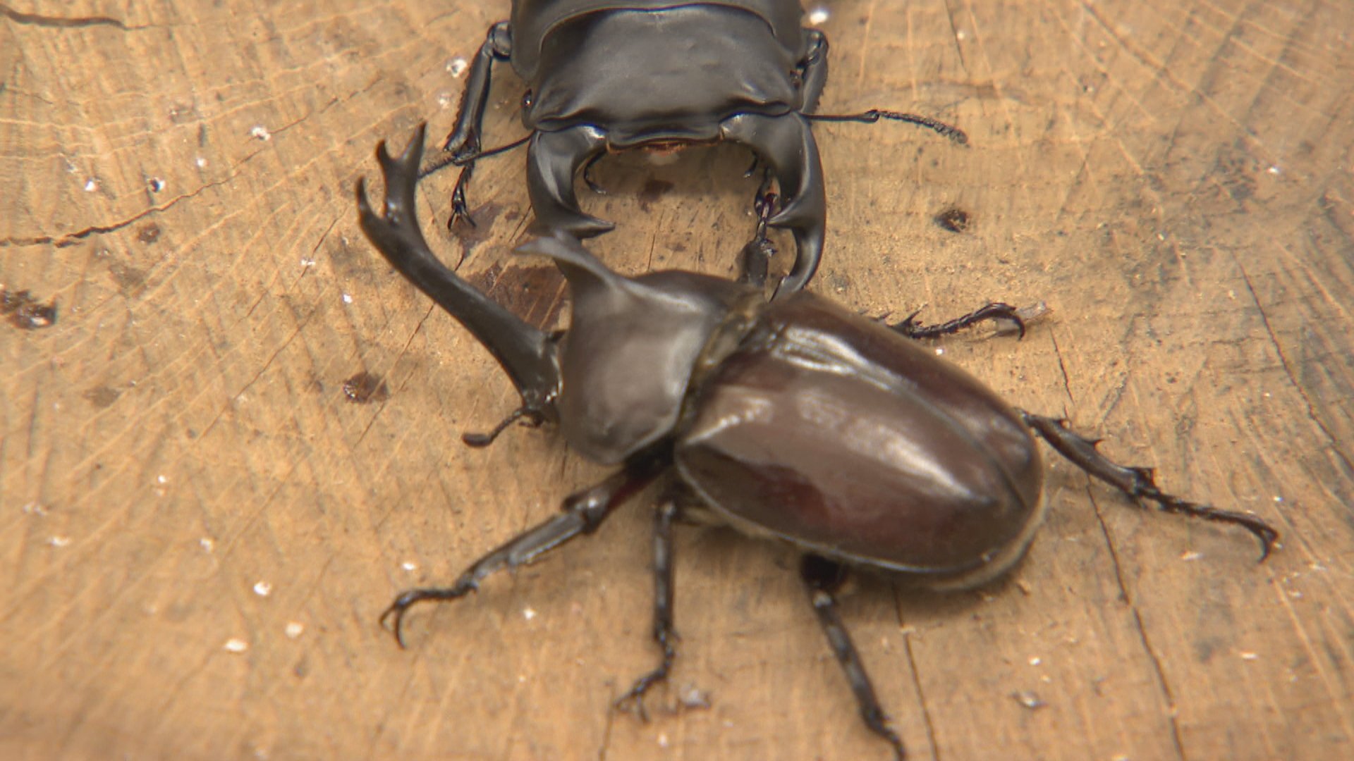 夏の昆虫対決！クワガタVSカブトムシの相撲大会 強いのはどっち？富山