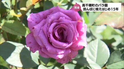 約200種320株のバラが見ごろに 高千穂町のバラ園 | MRTニュース