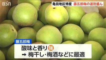 大粒で肉厚 梅干し・梅酒づくりに最適です！ 『藤五郎梅』の選果