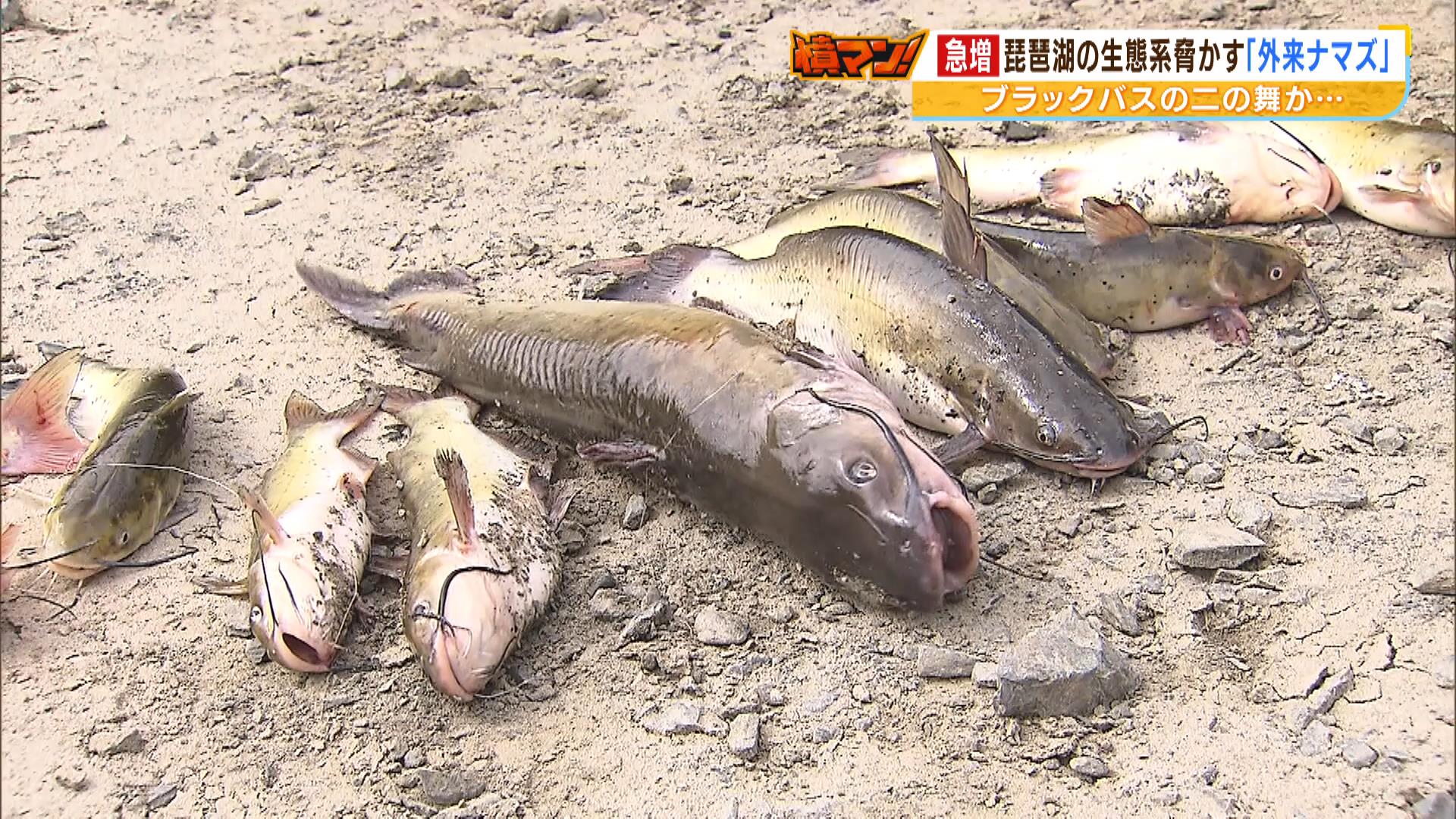 ブラックバス以上の脅威」琵琶湖に外来ナマズ『チャネルキャット