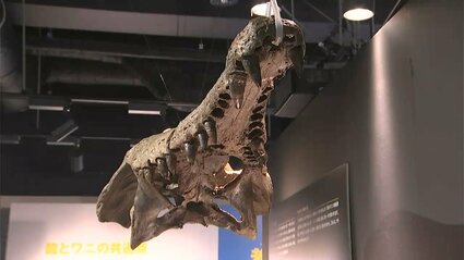 四国水族館】来年の干支にちなみ「龍」と「ワニ」を紹介する展覧会