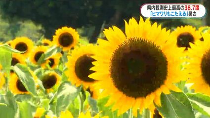 鹿児島県の観測史上最高38.7度 肝付町で記録 鹿児島市ではひまわり見頃