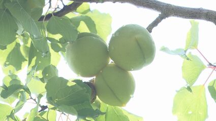 青いダイヤ”会津の初夏の味覚、高田梅の収穫始まる 今年は豊作 福島