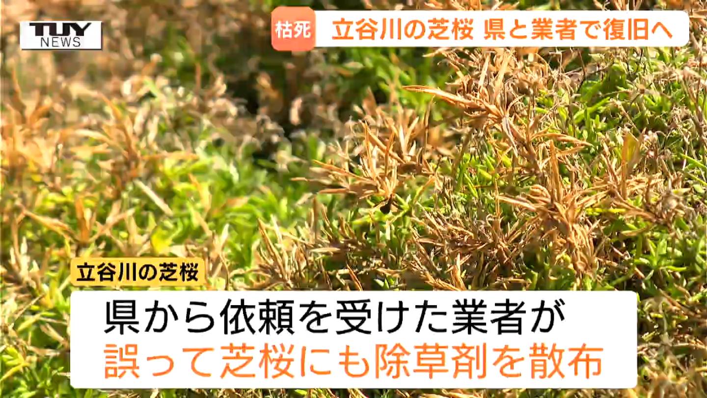 枯れ木 土の入れ替えが必要ならやる」除草剤の誤散布で枯れた『立谷川の芝桜