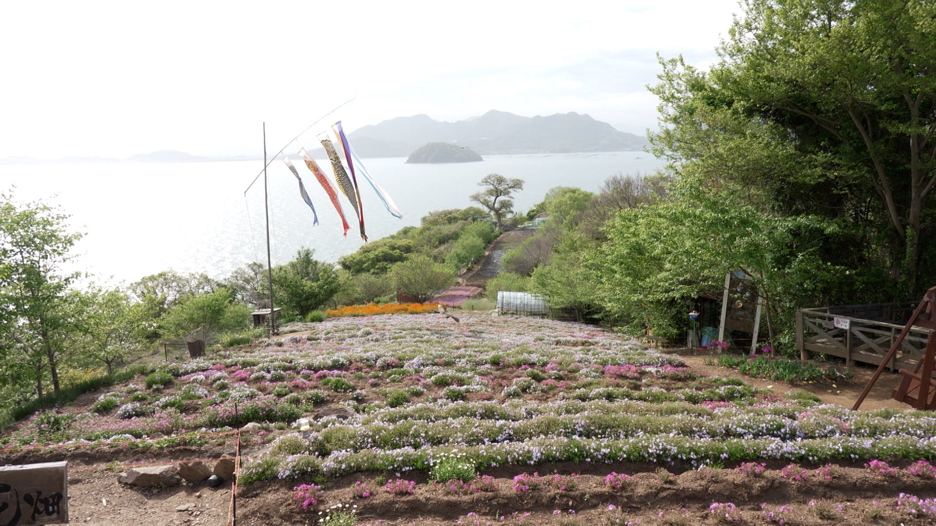 瀬戸内海に浮かぶ “天空の花畑” 花々が斜面に描く美しい縞模様 志々島