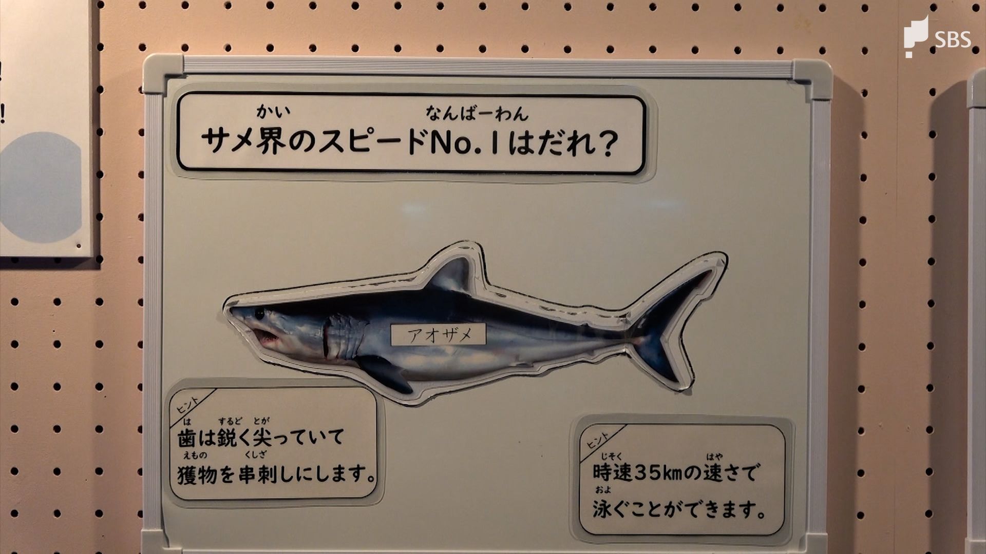 歯が鋭いし怖い」下田海中水族館でサメの特別展示 アオザメの冷凍標本