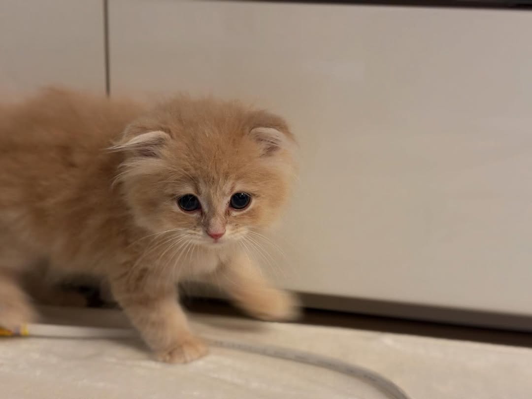 ねこ 】高城れにさん「新しい家族ができました！」「名前はZZ(ダブル