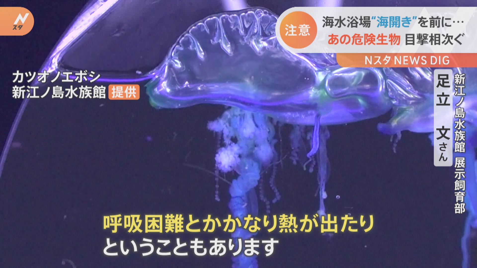 子どもが触っちゃいそう！」神奈川の海岸に透明で綺麗な“謎の物体” 海