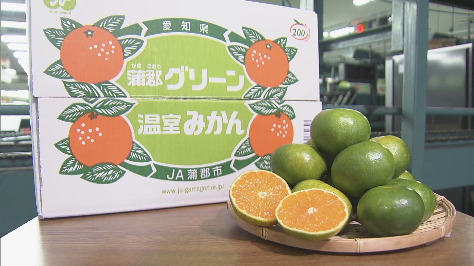 鮮やかな緑の皮の｢蒲郡グリーン温室みかん｣ 出荷始まる 爽やかな酸味と