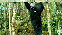クマは四国にも?一部の山に20~30頭ほどが生息か 本州と違い「絶滅の危機」に瀕するツキノワグマ 四国では「保全活動」も|TBS NEWS DIG