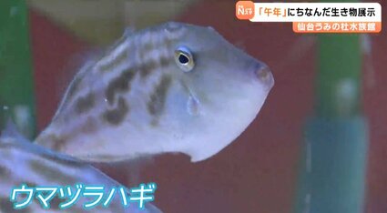 海ウマ様 アニメ『ウマ娘 シンデレラグレイ』 × 笠松町 コラボ開催！ | 笠松町