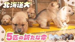 残る唯一の系統《北海道犬》5匹の子犬誕生　年間繁殖数は約7000匹⇒100匹　飼育を続けて半世紀…血統を守ろうと奮闘する80歳男性　|TBS NEWS DIG