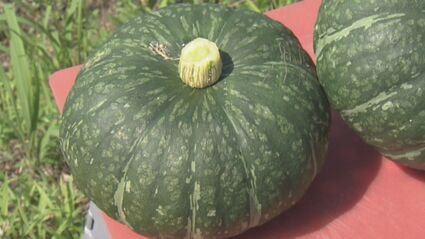 甘くて粘り気のある食感「どんな料理にも合う」 夏の味覚「えびす