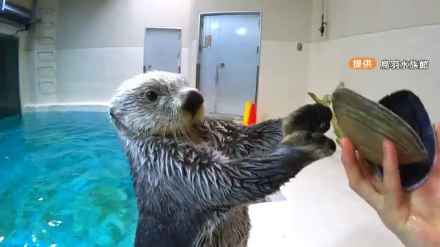 ご長寿ラッコの21歳｢メイちゃん｣ 17歳｢キラちゃん｣国内唯一の2頭に