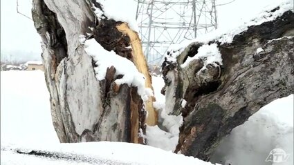 幹が真っ二つに折れた木も まさに“災害級”の大雪 リンゴ園にも雪の被害