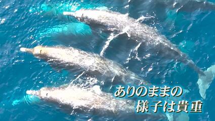 湯煙みたいに上がってんな、クジラか？」富山湾沖合20キロで群れる