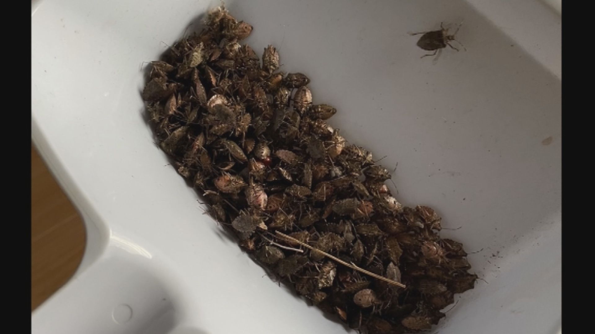 大量発生「カメムシ」よく見かけるのは緑色？茶色？ 実は…地域によって