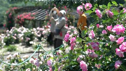 かのやばら園 2万5000株のバラの花見ごろ 5月5日は子どもの入園無料