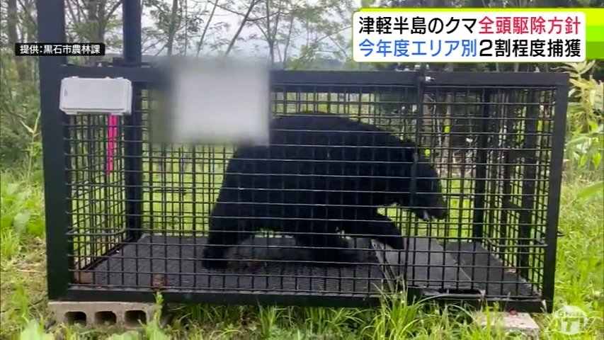 クマを定着させない」津軽半島は全頭駆除の方針 青森県が今年度のクマ