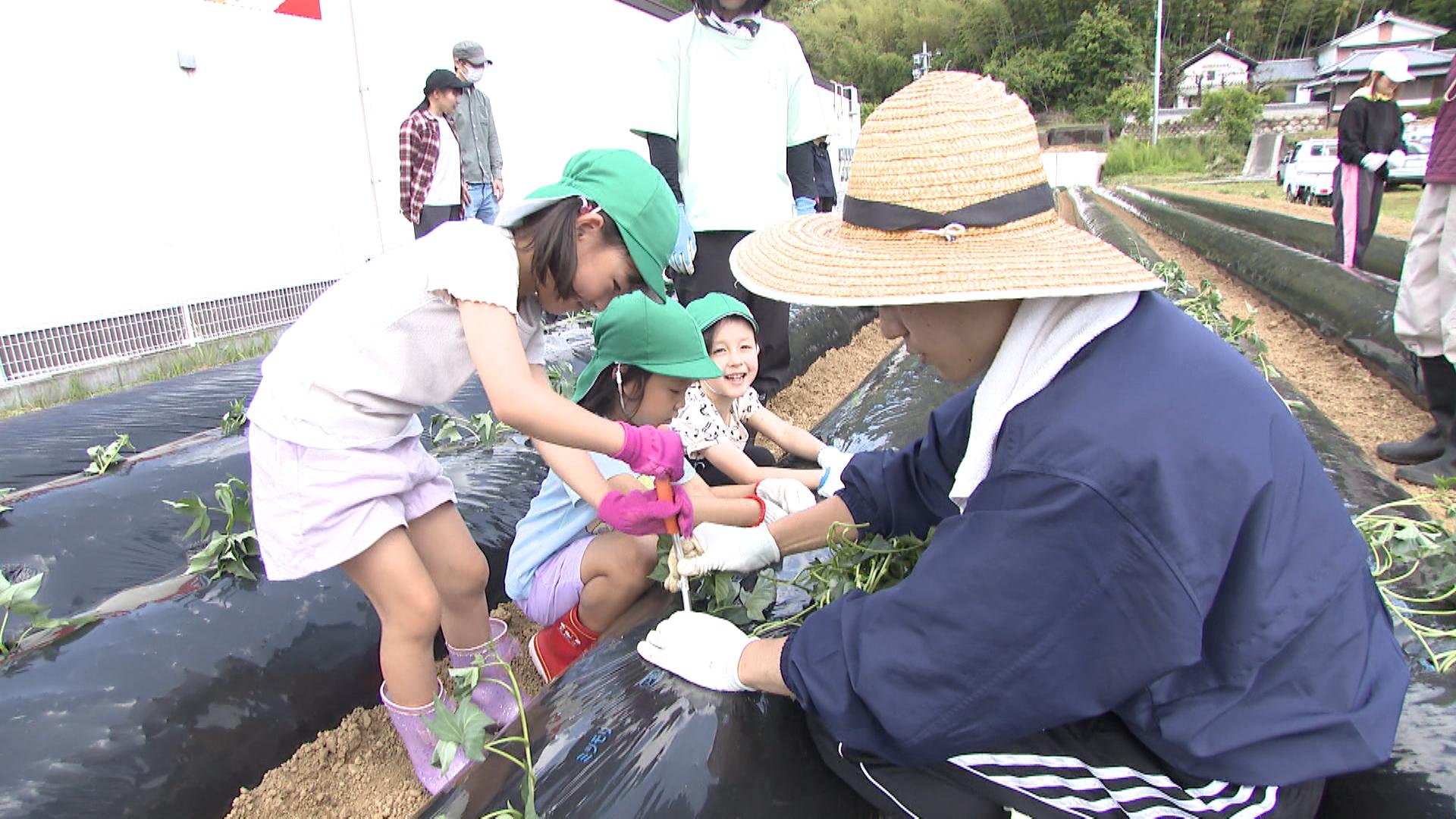 園児たちがサツマイモの苗植え「おいしいお芋に育って!」約1000本の