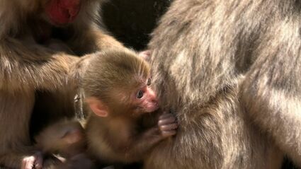 今年も約30匹の新しい命が誕生 小豆島「お猿の国」はベビーラッシュ