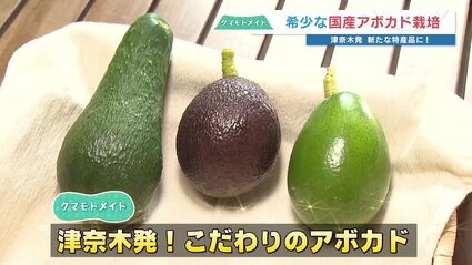 広島で〝なる〟なら熊本でも」困難を乗り越え実った樹上完熟アボカド