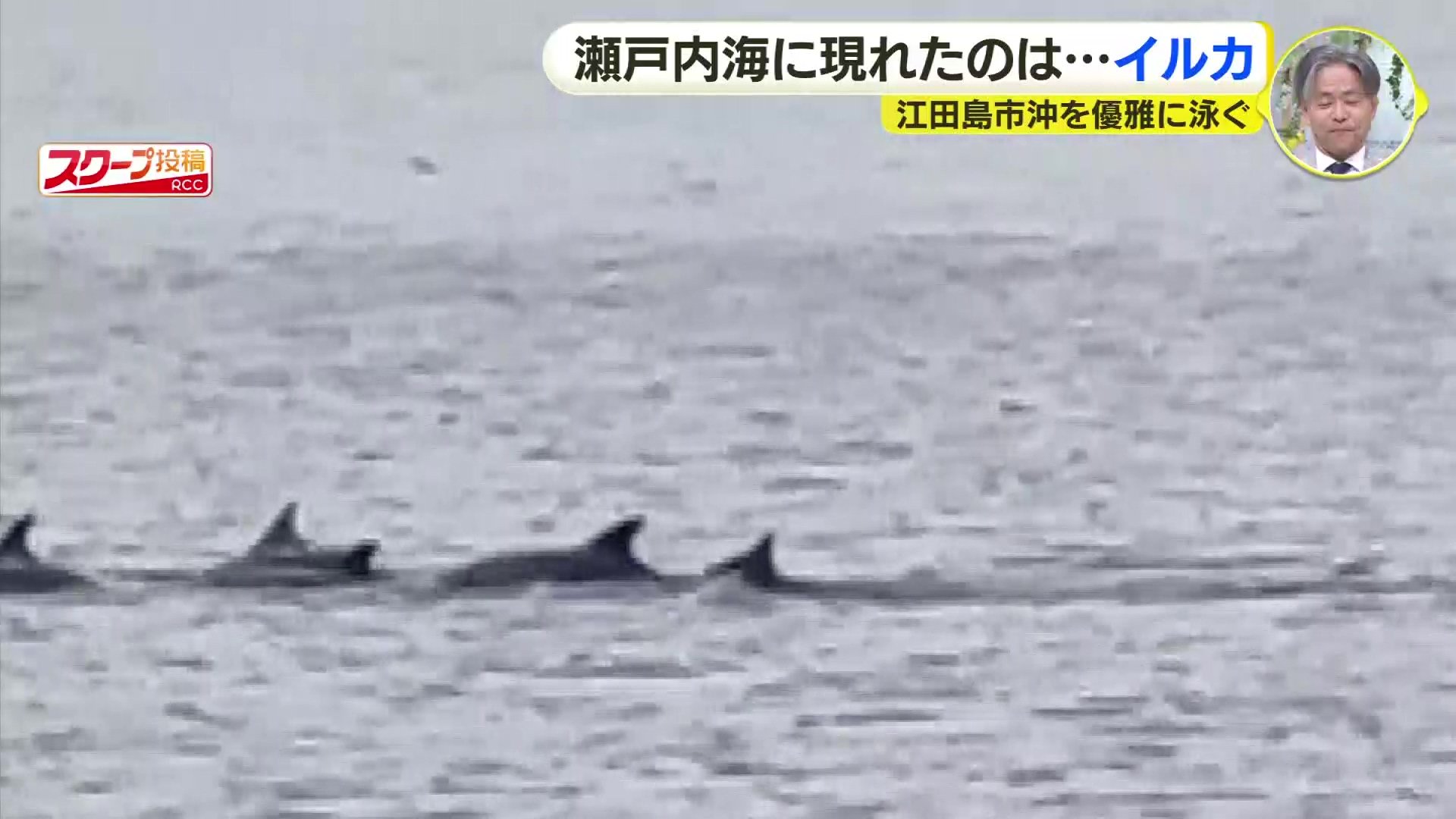 うみいるか 瀬戸内海にイルカの群れか 視聴者が撮影 広島県江田島市沖 | TBS NEWS