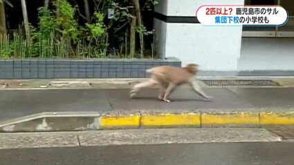 走ってきたら逃げる」住宅地や学校近くにもサル出没 小学生は教諭に