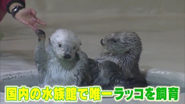 ラッコの「メイちゃん」21歳の誕生日 人間なら約90歳 カニやホタテの