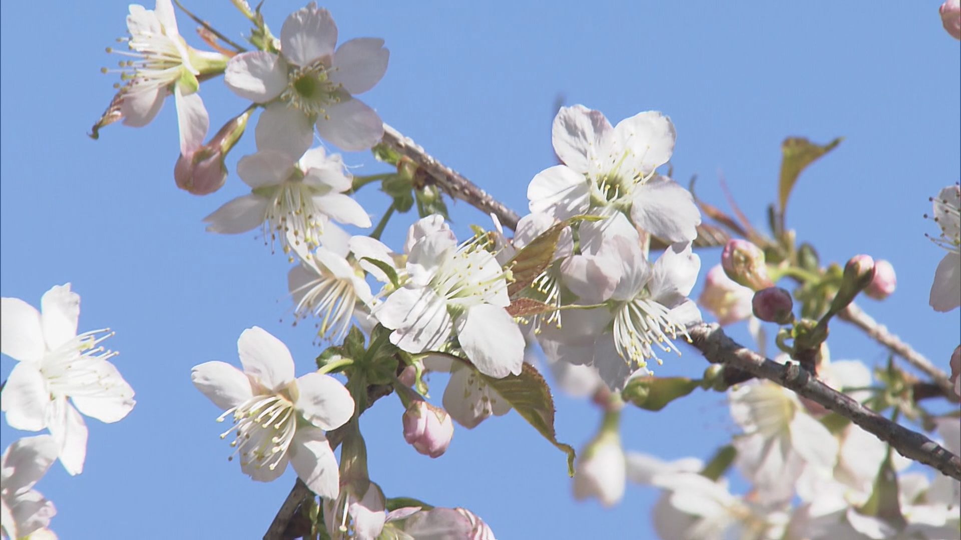 冬に咲くサクラ「ヒマラヤザクラ」が真っ赤なモミジと並んで見頃  愛知・豊橋市  普門寺