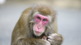 人気のサル山で異変…1対33の“超メス社会”に「群れを捨てるオス」と「最強母娘の野心」　変化する集団のカタチは新時代へのプロローグか|TBS NEWS DIG