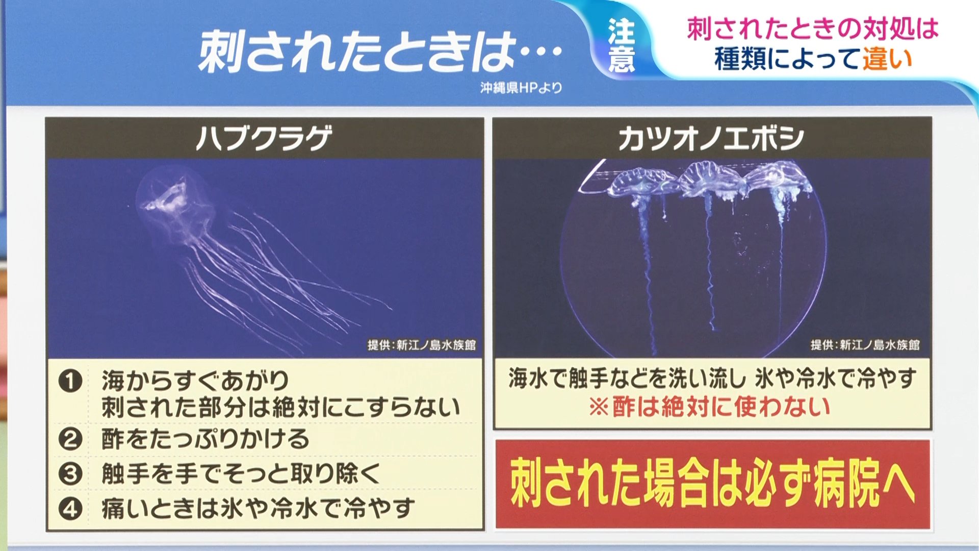 海の危険生物「クラゲ」 種類によって違う！刺されたときの対処法【ひるおび】 | TBS NEWS DIG