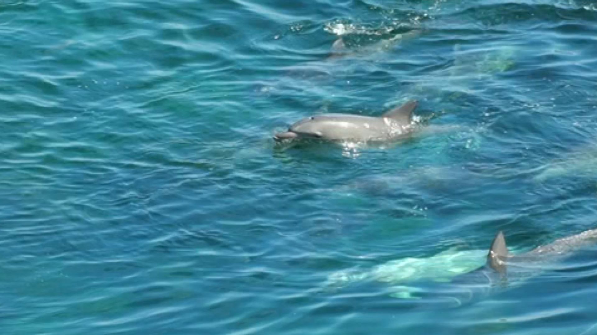 海岸の浅瀬に“イルカの大群” 30分以上同じ場所をぐるぐると回り続け