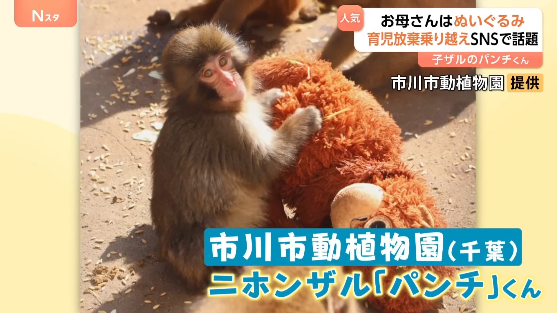 がんばれパンチ」ぬいぐるみを母親代わりに育つサルの「パンチ」くんに