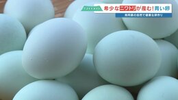 卵の殻って何色？ 今日の答えは「青」　希少なニワトリが産む“雲海ブルーのたまご”　生産者にいろいろ聞いてみた|TBS NEWS DIG
