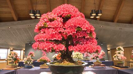 皐月 盆栽 中型 赤花 気候変動の逆風を乗り越えて花の命を“この4日間”に合わせる愛好家たち