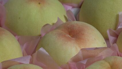 JA岡山が岡山県産の白桃とブドウを特別価格で販売 エキチカひろばで18