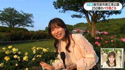 スマイルハニーローズ」の意外な別名は？錦江湾公園のバラ見頃 鹿児島