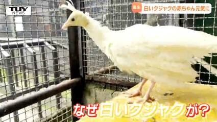 真っ白なクジャクが誕生！ 河北町児童動物園にまたまたニューフェイス
