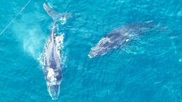 定置網にクジラ“2頭”迷い込む…体長10m、漁師は「2頭が入ったことは無い、たまげた!」 翌朝には姿見えず海に帰ったか【高知・土佐清水】|TBS NEWS DIG