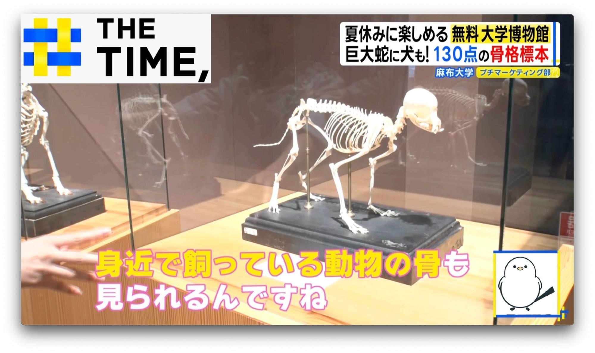 イルカに足！？“骨”で進化を実感…「骨格標本だけど動物園でもある
