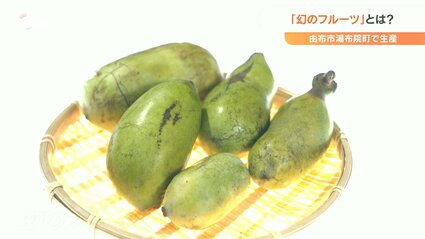 幻のフルーツ「ポポー」 栽培難易度は最上級…生産拡大へ | 大分の