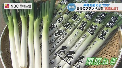 1箱50円から人気ブランドへ！ 雲仙市国見町「栗原ねぎ」 | 長崎の