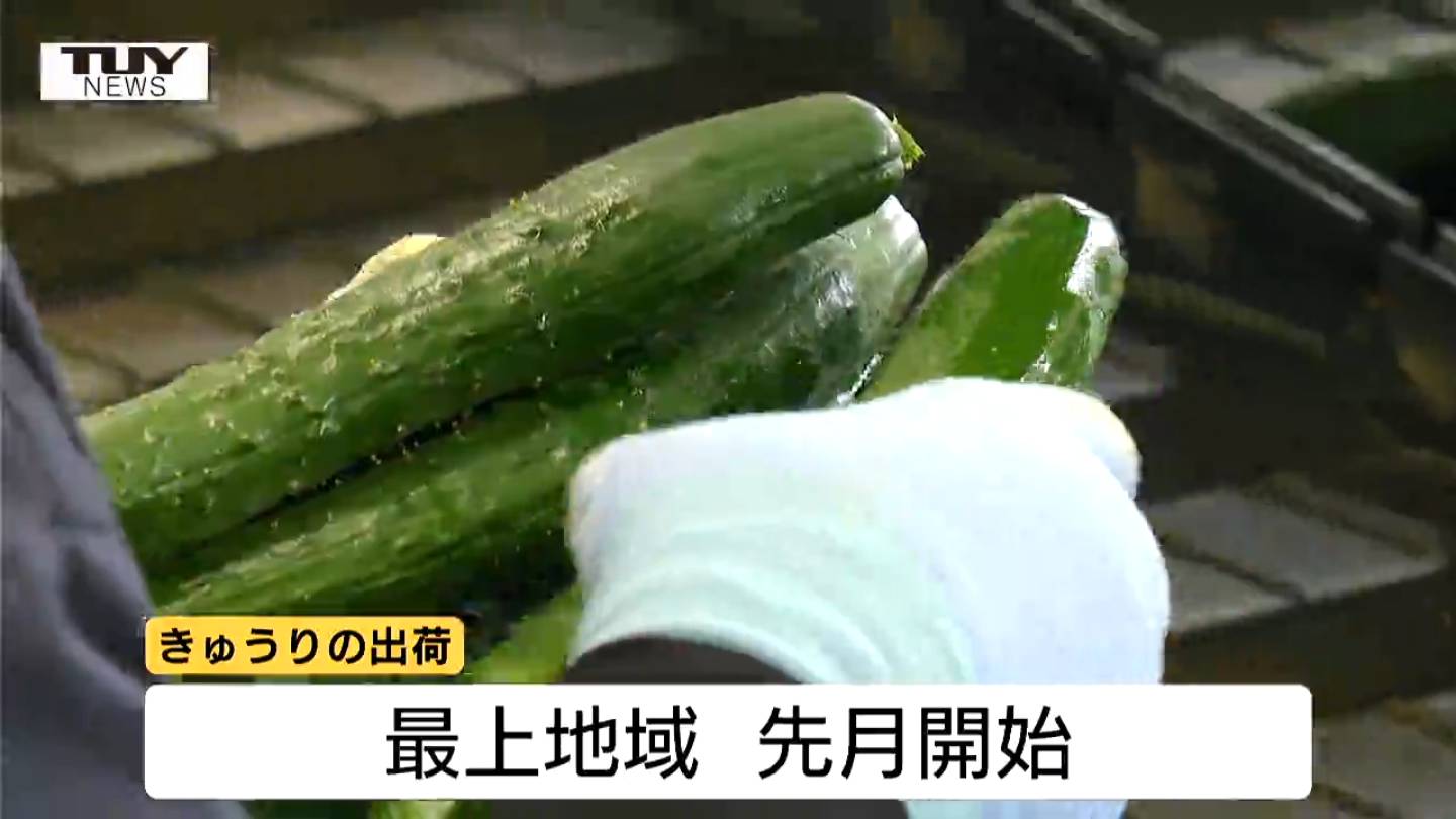 夏といえば「きゅうり」！生産者おすすめの食べ方＆おいしいきゅうりの