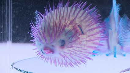 魚の透明標本 魚の透明標本 【公式通販】