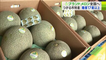 メロン 糖度17度以上！ブランド認定のプレミアムメロンが全国に出荷 青森